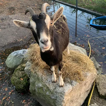 Apartamento Ruhige Am Roggenkamp Steinhagen (North Rhine-Westphalia)