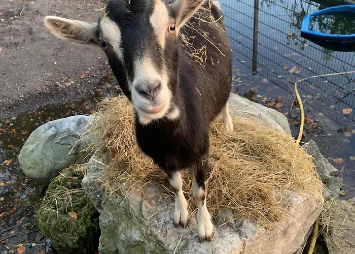 公寓 Ruhige Am Roggenkamp 施泰因哈根